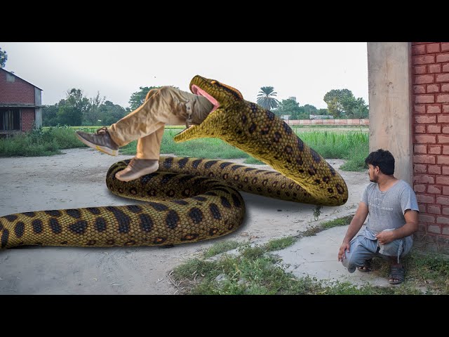 Anaconda Snake Part 2 in Real Life - Anaconda Live Bait - Anaconda Attack