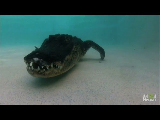 Angry, Fearless Gator Marks its Territory in Pool | Gator Boys