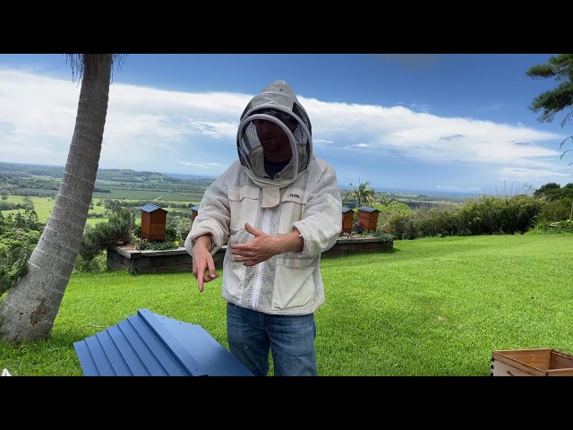 New to Flow Hive beekeeping? Here is how to get started