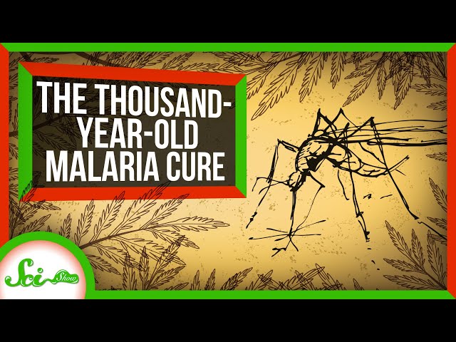 How an Ancient Remedy Became a Modern Cure for Malaria