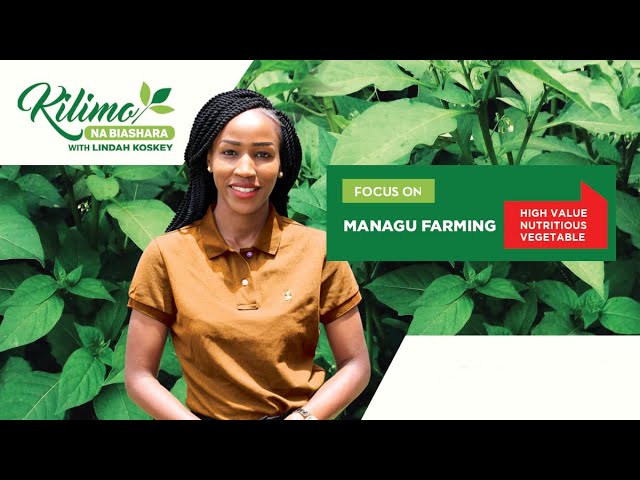 Focus on Managu Farming | Kilimo na Biashara