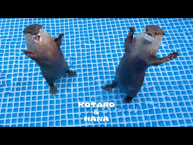 Otters Can't Wait to Swim in New Pool!