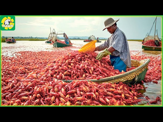 🦐 Shrimp Farming and Processing in a $70 Billion Industry - Farming Documentary