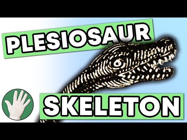 Plesiosaur Skeleton - Objectivity 146
