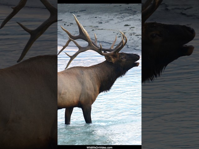 Magnificent Bull Elk Bugling in Athabasca River During Rut