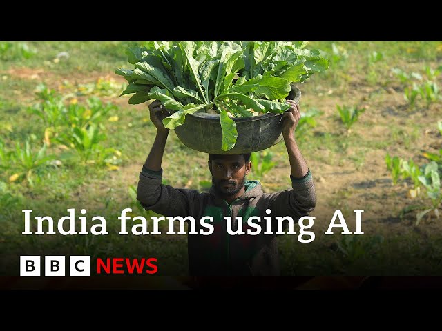 Artificial intelligence comes to farming in India | BBC News