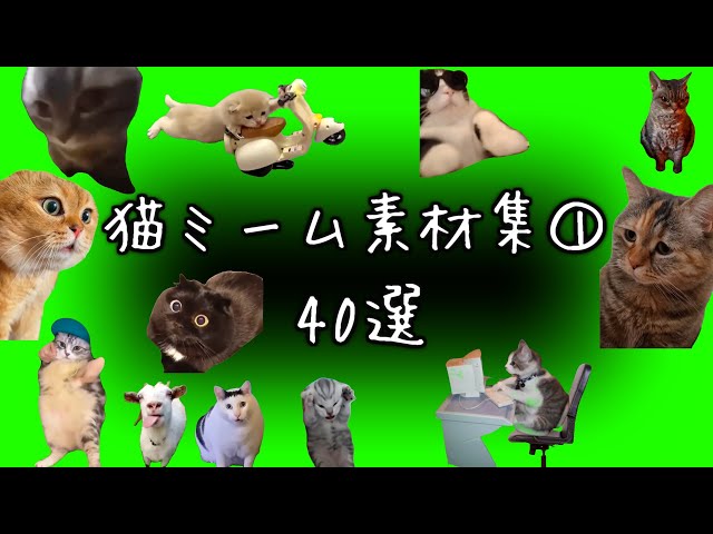 【猫ミーム 素材集① 40選】 (Cat meme green screen)