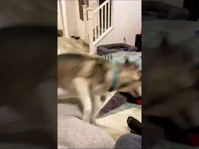 Hilarious Husky Gets Wild Zoomies