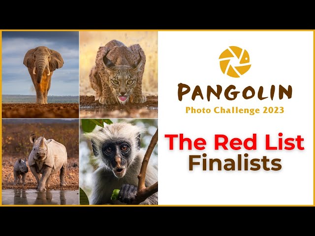 The Red List 2023 Photo Challenge Finalists