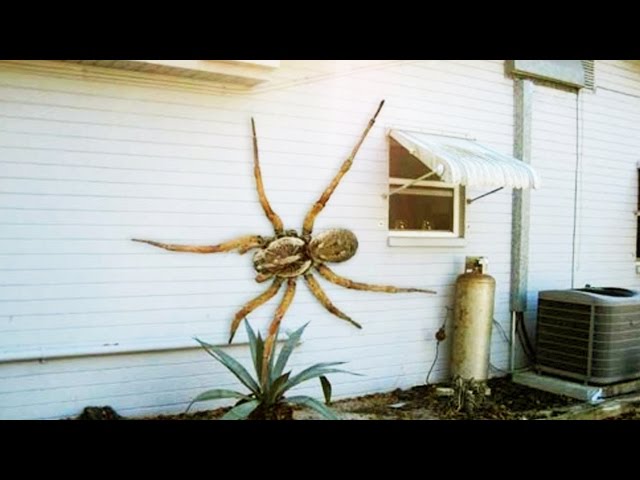 12 World's Largest Spiders