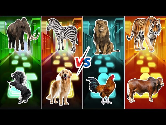 Funny Mamont 🆚 Funny Zebra 🆚 Funny Lion 🆚 Funny Tiger 🆚 Who Will Win?