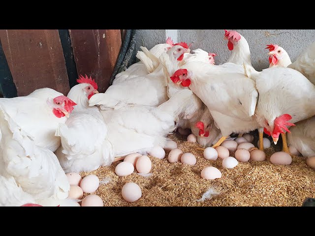 Process for handling sick laying Hens in Poultry Farming