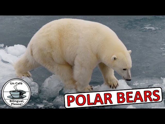 #CLIL #Science #Polar Bears ☺