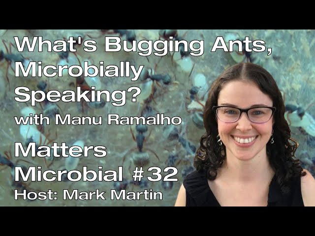 Matters Microbial #32: What's bugging ants, microbially speaking?