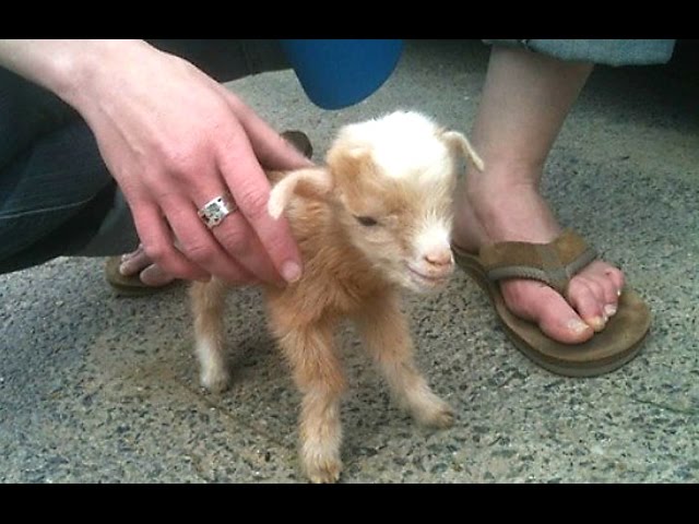 Cute Baby Goats - A Cute And Funny Baby Goats Compilation || NEW HD