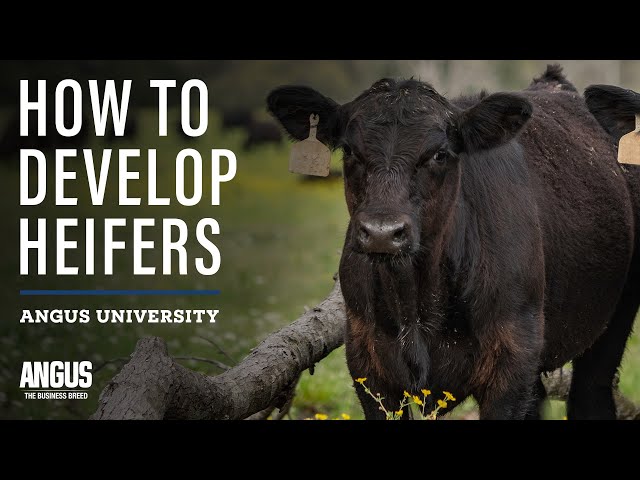 How to Develop Heifers - Heifer Development 101