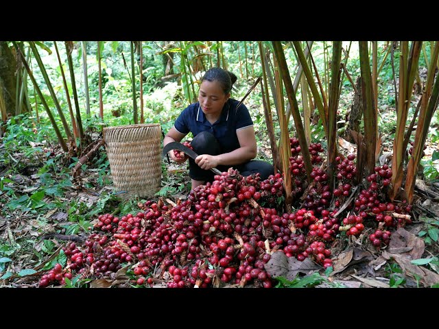 VIDEO FULL: 120 Days Make Garden - Harvesting Cardamom, Field Carp, Lemons, Coconut - Bamboo House