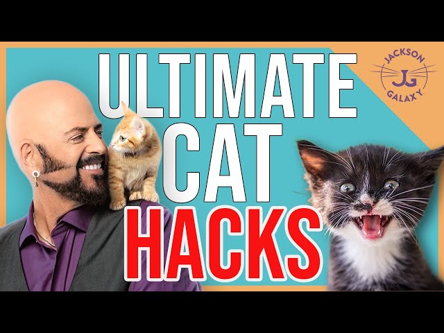 The Best Cat Tips!