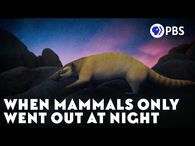 When Mammals Only Went Out At Night