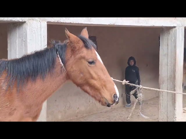 New video about the life horses \ Жеребець на Паровку🔥