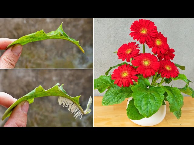 Miraculously, just 1 banana can propagate gerbera from leaves