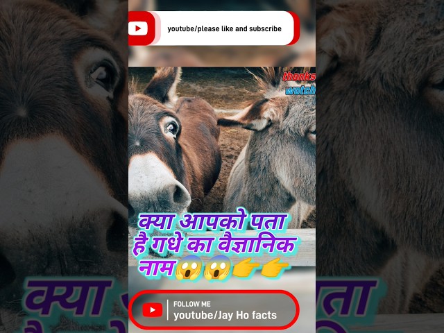 amazing fact about dunkey donkey‌ ‌गधा‌ #dunky #sortvideo #factshorts #viralvideo