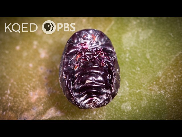 Meet the Bug You Didn't Know You Were Eating | Deep Look