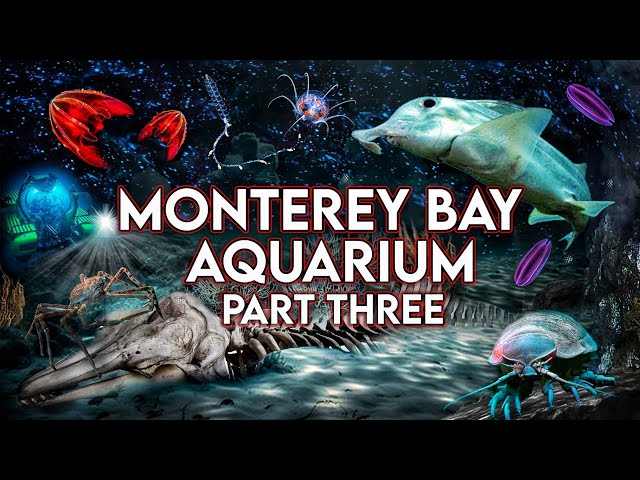 Zoo Tours: Monterey Bay Aquarium | PART THREE