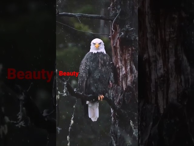 2 December 2022 the most beautiful eagle