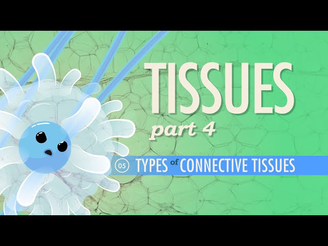 Tissues, Part 4 - Types of Connective Tissues: Crash Course Anatomy & Physiology #5