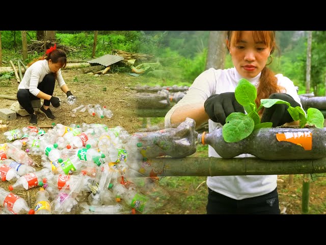 Single Mom Grows Vegetable and Ginger Using Plastic Bottles and Bags - Smart Agriculture Technique