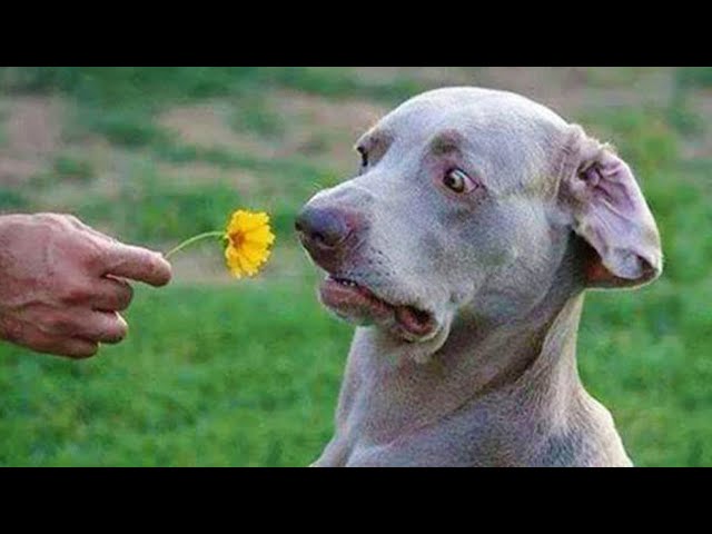 You never know what's going through a dog's head🤣 Funny Pet Video