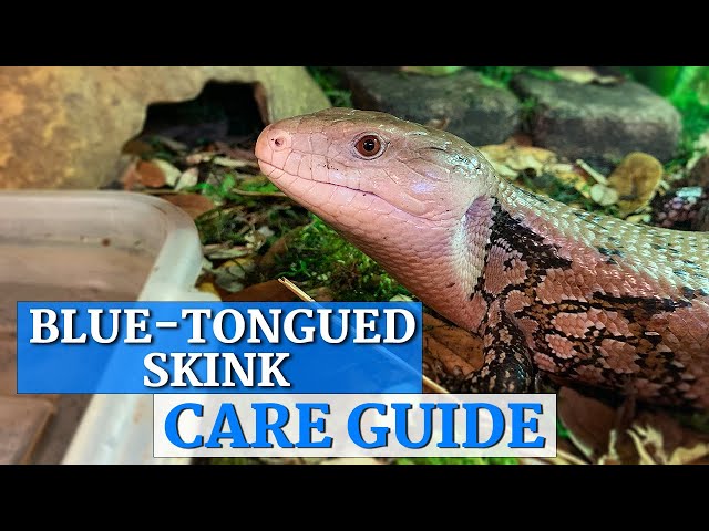 Blue Tongue Skink In-Depth Care Guide