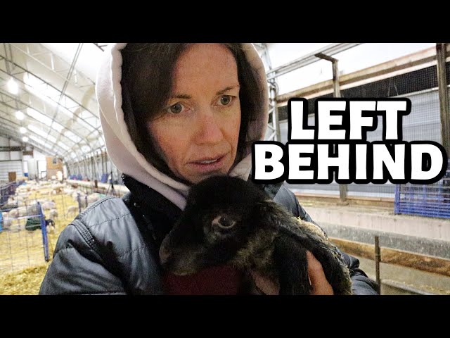 FEELING REJECTED!!! ...a baby left behind, a mama won't lamb, more QUADS and another set of QUINTS!