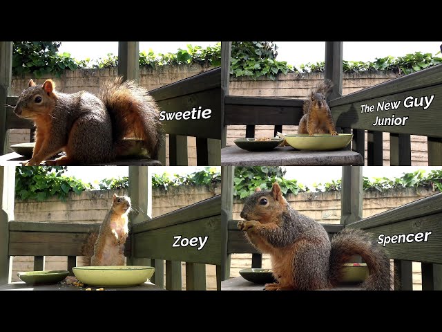 A Busy Day for Squirrels - 10 Hours in 2 Minutes