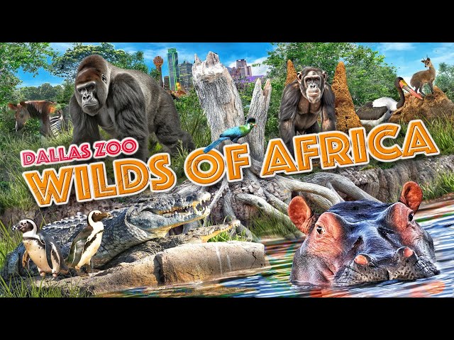 Zoo Tours: Wilds of Africa | Dallas Zoo