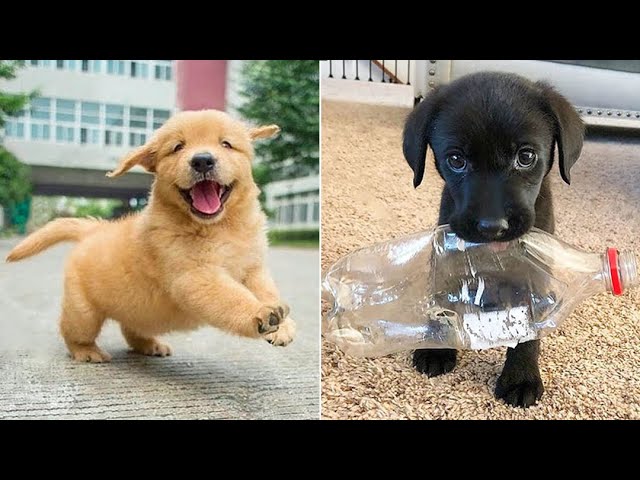 Baby Dogs 🔴 Cute and Funny Dog Videos Compilation #2 | 30 Minutes of Funny Puppy Videos 2023