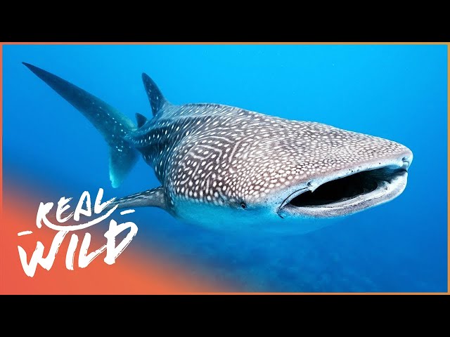 Whale Sharks: The Gentle Giants Of The Sea | The Blue Realm | Real Wild