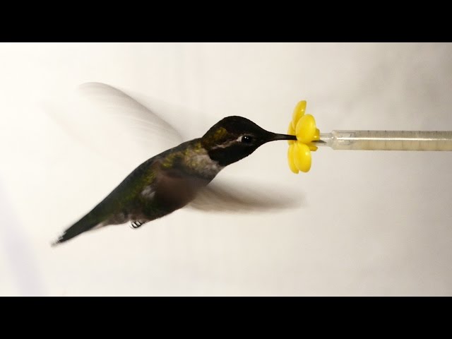 What Happens When You Put a Hummingbird in a Wind Tunnel? | Deep Look