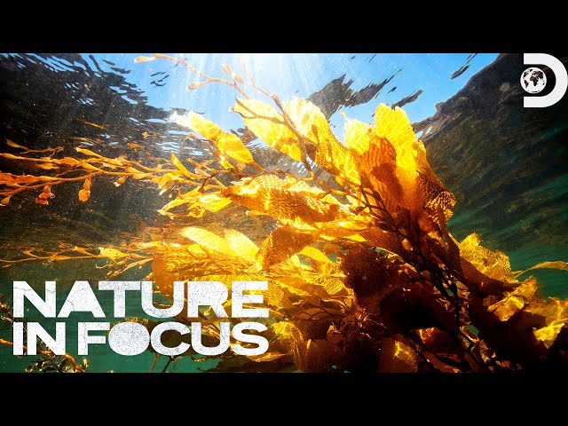 Ian Shive Swims Through a GIANT Kelp Forest! | Nature in Focus | Discovery