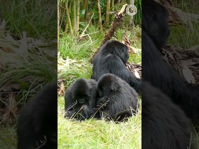Gorilla at Dian Fossey Fund ❤️