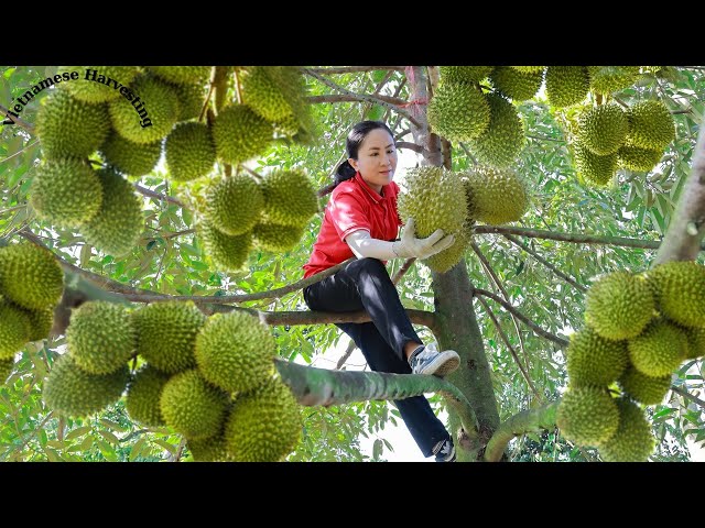 Harvest durian and goes to the market sell | Vietnamese Harvesting