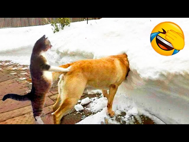 Funniest Animals 2024: 😺 Funny Cat and Dog Videos 🐈 Life Funny Pets 😸 Part 6