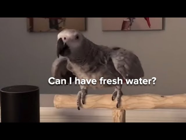 Parrot Talking to Alexa: Watch Petra the Parrot Order from Alexa | This & More Viral Bird Videos