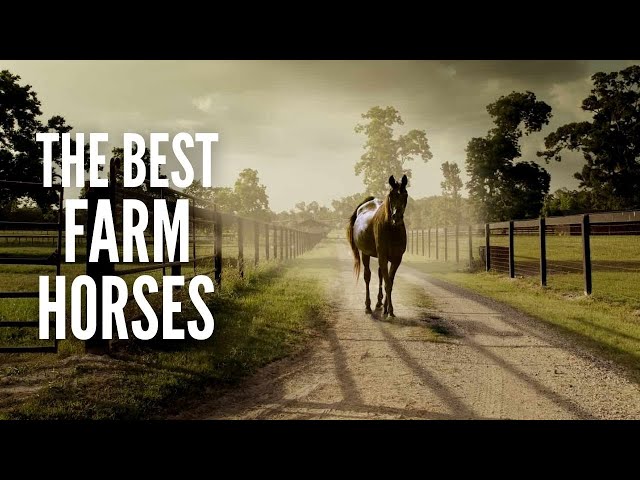 The 15 Best Farm Horses to Help You Around the Farm