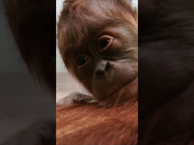 Happy Orangutan Baby at Toronto Zoo