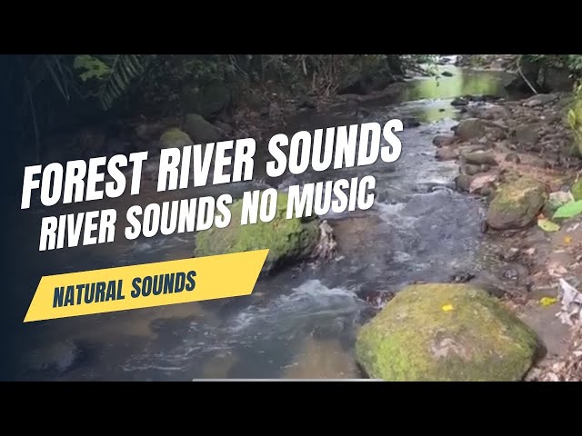 Forest River Sounds -River Sounds No Music -River Sound For Relaxing