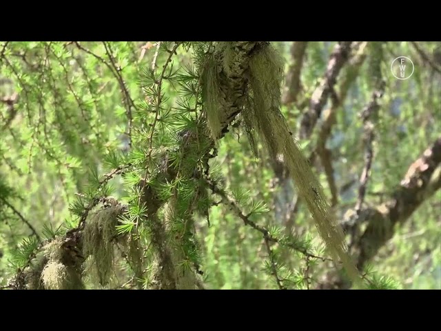 FWU - Ökologie: Bioindikatoren - Zeigerorganismen - Trailer
