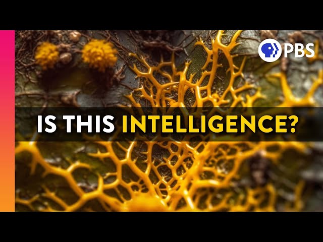 Are You Smarter Than A Slime Mold?