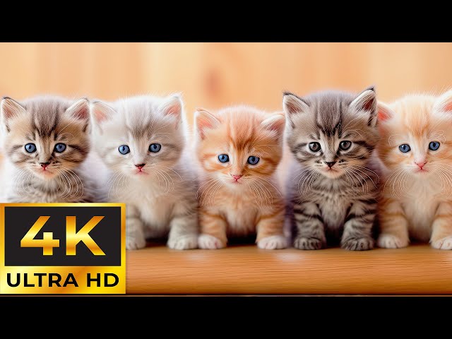 Cute Baby Animals (4K) Around The World ~ Healing Harmony: Music for the Heart and Blood Vessels